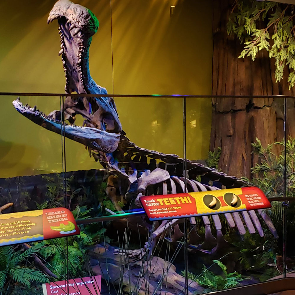 SuperCroc fossil in new Creatures of the Cretaceous display inside the new Dinosphere.